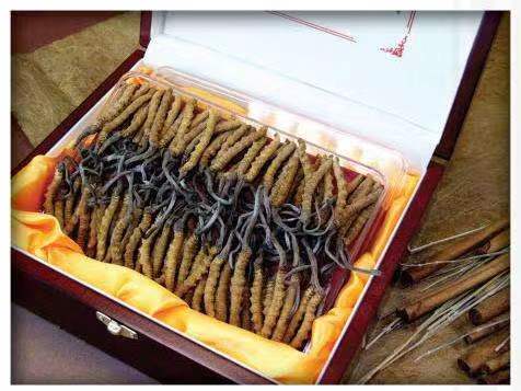 寿县冬虫夏草回收?